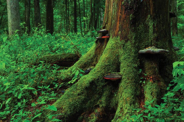 Bialowieza Forest - Poland by Mikolaj Gospodarek wall art