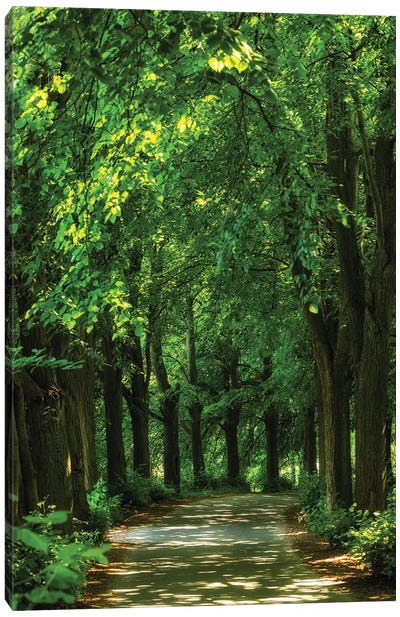 Magin Road - Linden Trees In Poland Canvas Art Print - Mikolaj Gospodarek