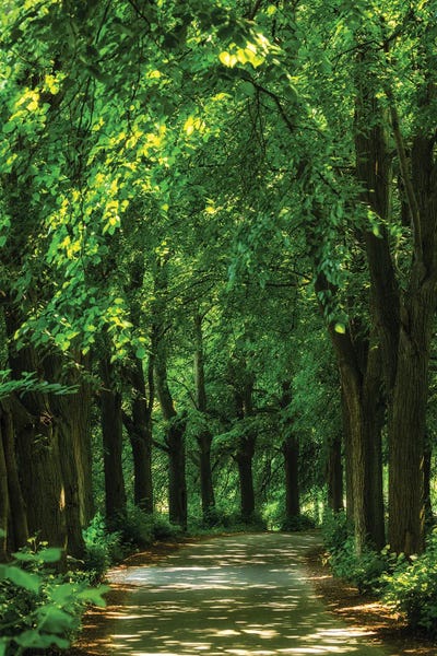 Poland: Magin Road - Linden Trees In Poland by Mikolaj Gospodarek