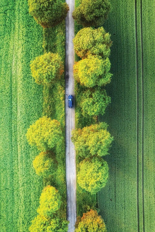 Magic Road - Spring In Poland by Mikolaj Gospodarek wall art