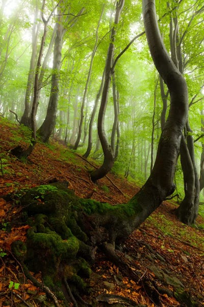 Poland, Bieszczady National Park I