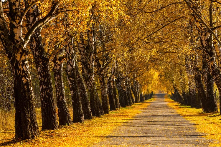 Poland, Birch Alley by Mikolaj Gospodarek wall art