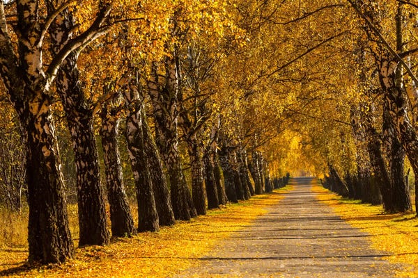 Birch Trees: Poland, Birch Alley by Mikolaj Gospodarek