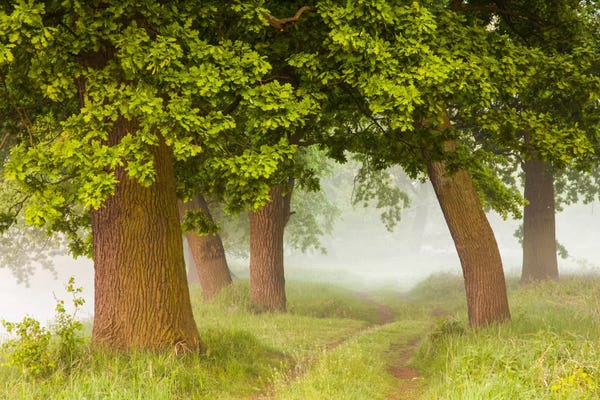 Mist & Fog: Poland, Greater Poland, Rogalin, Oaks I by Mikolaj Gospodarek