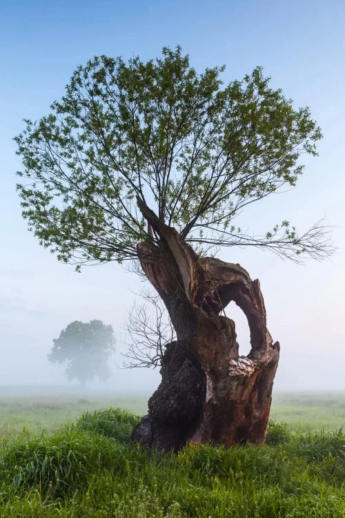 Poland, Greater Poland, Rogalin, Oaks II by Mikolaj Gospodarek wall art