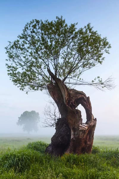 Mist & Fog: Poland, Greater Poland, Rogalin, Oaks II by Mikolaj Gospodarek