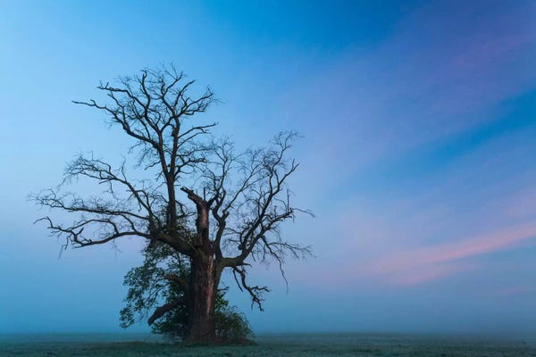 Poland: Poland, Greater Poland, Rogalin, Oaks III by Mikolaj Gospodarek
