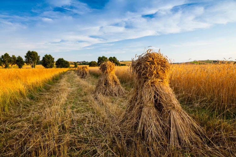 Poland, Jura, Harvest by Mikolaj Gospodarek wall art