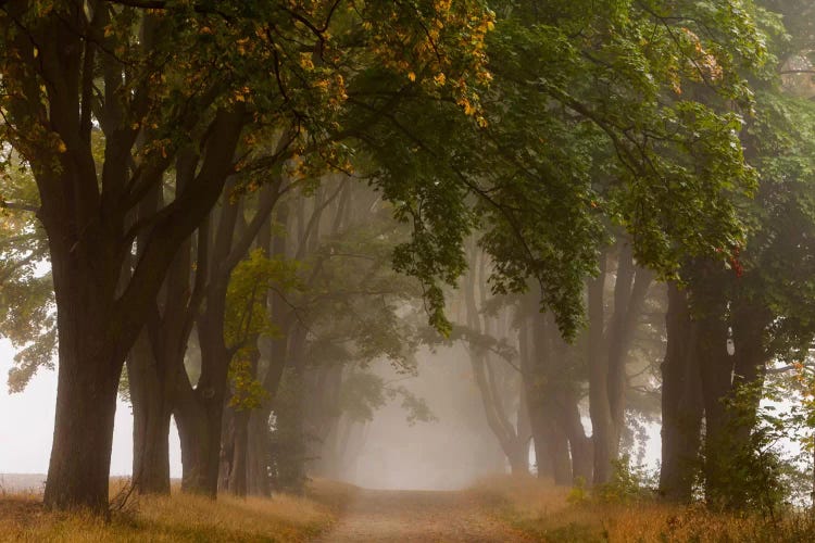 Poland, Jura, Maple Alley I