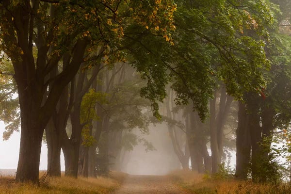Mist & Fog: Poland, Jura, Maple Alley I by Mikolaj Gospodarek