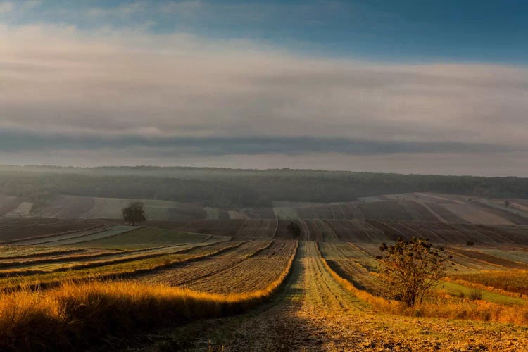 Poland, Lubelskie, Roztocze by Mikolaj Gospodarek wall art