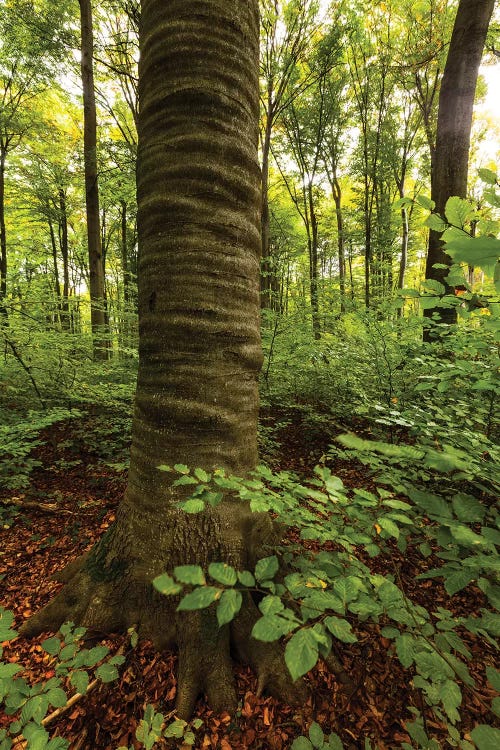 Poland, Lubelskie, Roztocze National Park, Beech Tree by Mikolaj Gospodarek wall art