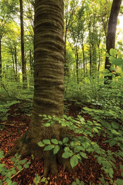 Poland, Lubelskie, Roztocze National Park, Beech Tree