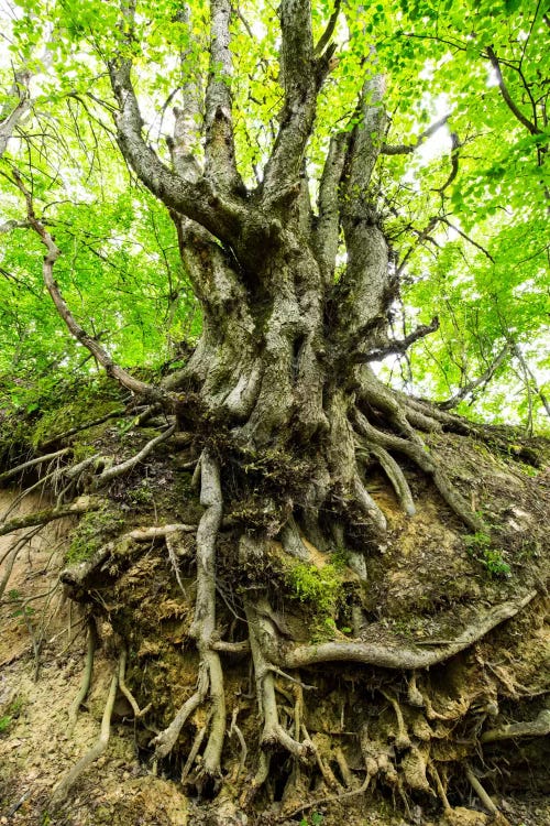 Poland, Lubelskie, Roztocze, Old Tree