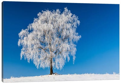 Poland, Podlaskie, Winter, Birch Tree Canvas Art Print - Birch Tree Art