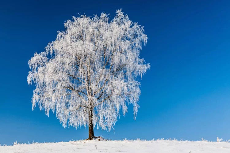 Poland, Podlaskie, Winter, Birch Tree