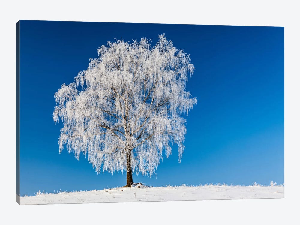 Poland, Podlaskie, Winter, Birch Tree by Mikolaj Gospodarek 1-piece Art Print