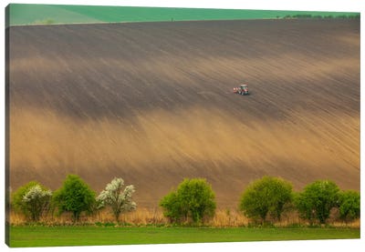 Czech Republic, Moravia, Rapeseed Field I Canvas Art Print - Farm Art