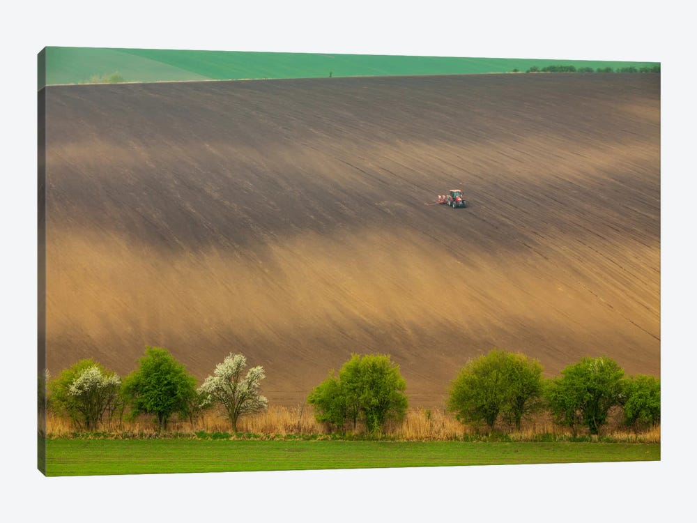 Czech Republic, Moravia, Rapeseed Field I by Mikolaj Gospodarek 1-piece Canvas Artwork