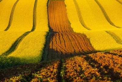 Czech Republic, Moravia, Rapeseed Field II by Mikolaj Gospodarek framed canvas print