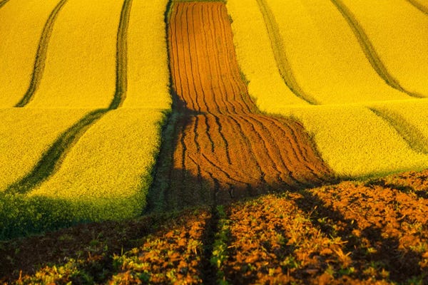 Mikolaj Gospodarek: Czech Republic, Moravia, Rapeseed Field II by Mikolaj Gospodarek