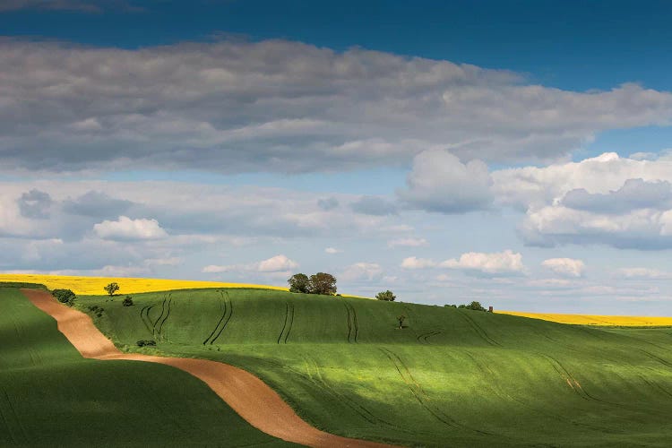 Czech Republic, Moravia, Rapeseed Field I