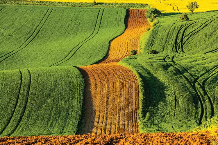 Czech Republic, Moravia, Rapeseed Field II