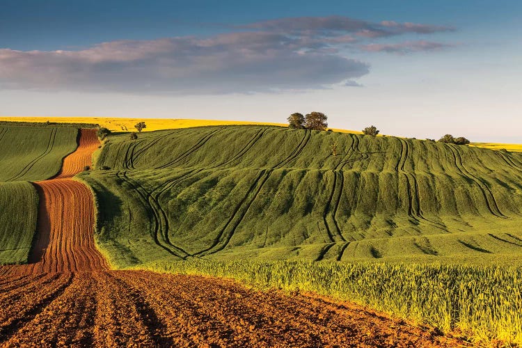 Czech Republic, Moravia, Rapeseed Field III