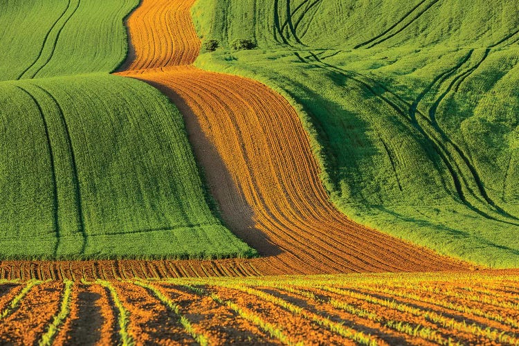 Czech Republic, Moravia, Rapeseed Field IV