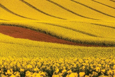 Czech Republic, Moravia, Rapeseed Field V by Mikolaj Gospodarek canvas print