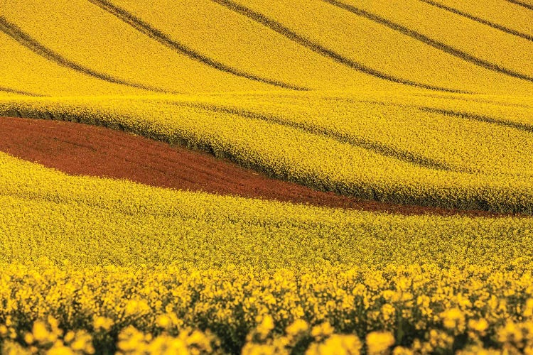 Czech Republic, Moravia, Rapeseed Field V