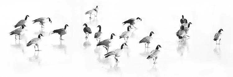 Flock Of Canada Geese