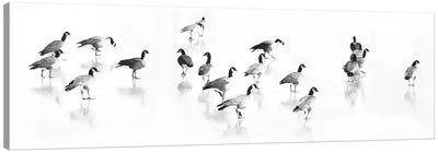 Flock Of Canada Geese Canvas Art Print - Goose Art