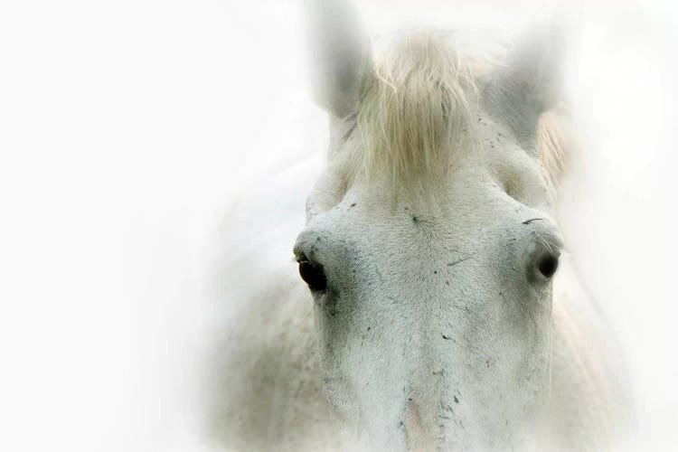 Blanco by Lu Anne Tyrrell wall art