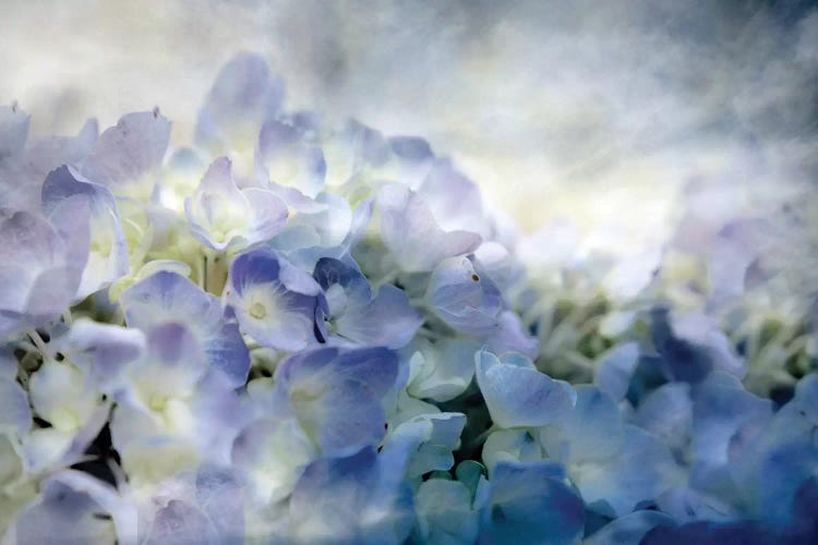 Calm by Lu Anne Tyrrell wall art