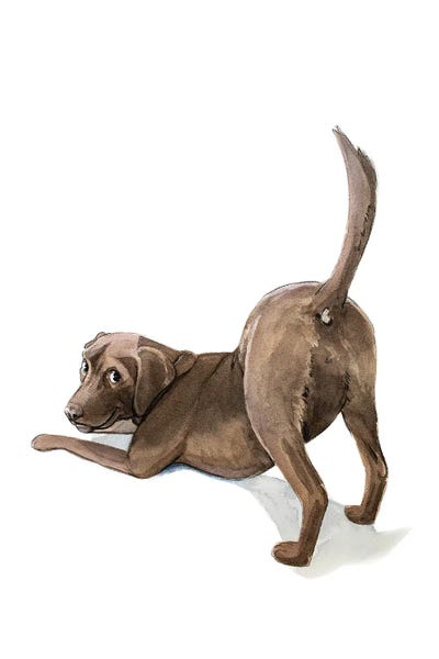Lauren Barger - Canvas Prints: Choco Lab Butt by Lauren Barger