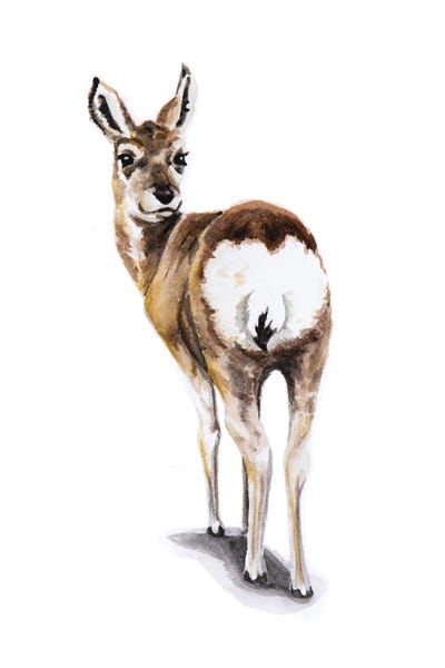Lauren Barger - Canvas Prints: Deer by Lauren Barger