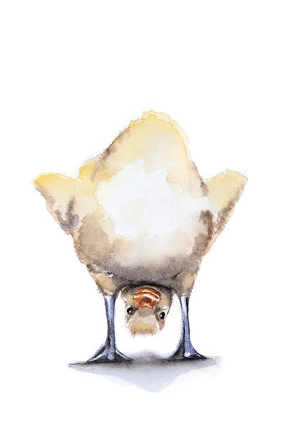 Lauren Barger - Canvas Prints: Duck by Lauren Barger