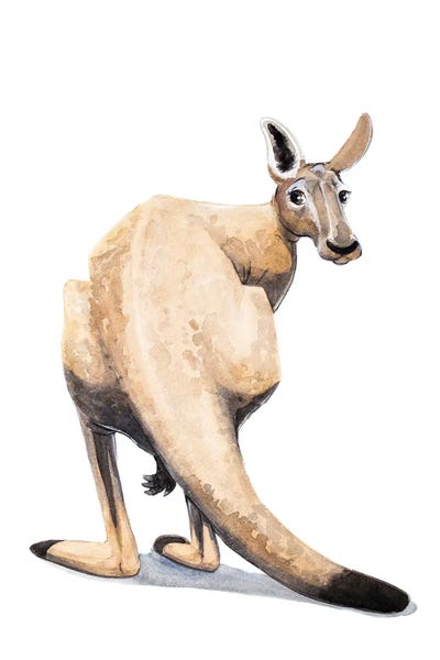 Lauren Barger - Canvas Prints: Kangaroo by Lauren Barger