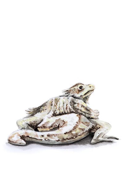Lauren Barger - Canvas Prints: Lizard by Lauren Barger