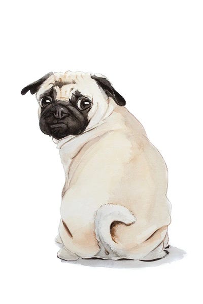 Pug