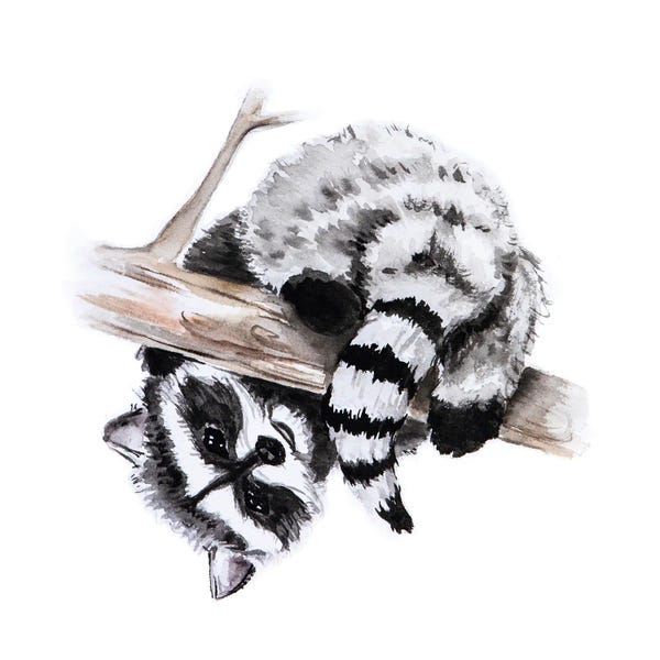 Raccoon