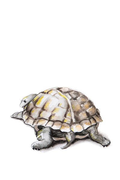 Lauren Barger - Canvas Prints: Turtle by Lauren Barger