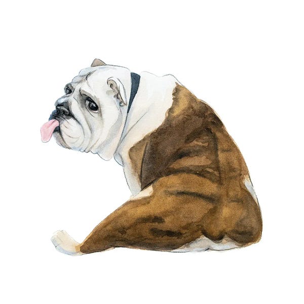 Bull Dog Butt
