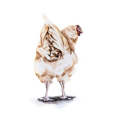 Lauren Barger - Canvas Prints: Chicken by Lauren Barger