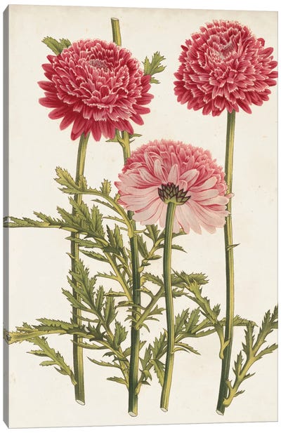 Vintage Garden Beauties I Canvas Art Print - Chrysanthemum Art