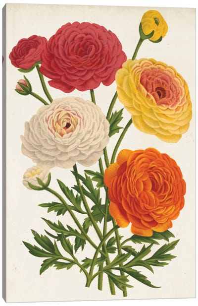 Vintage Garden Beauties II Canvas Art Print - Chrysanthemum Art