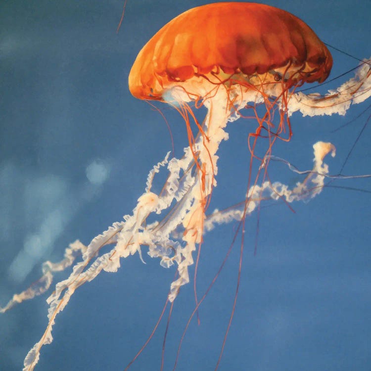 Jelly Fish II by Lynann Colligan wall art