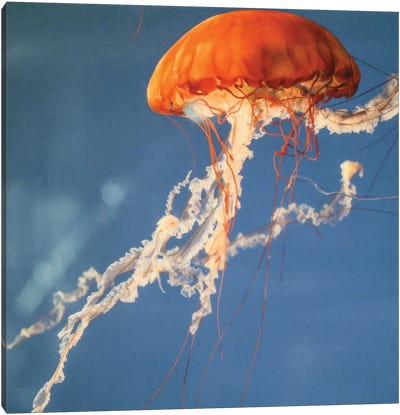 Jelly Fish II Canvas Art Print - Jellyfish Art