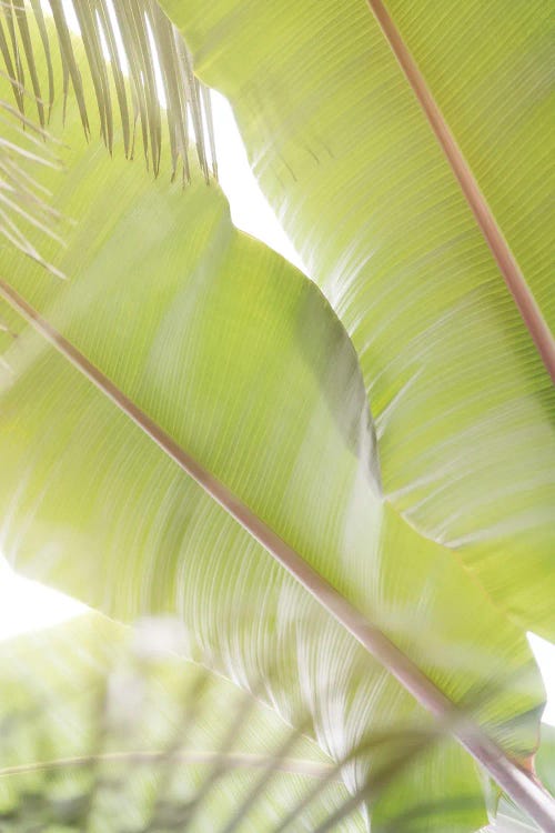 Palm Leaves II